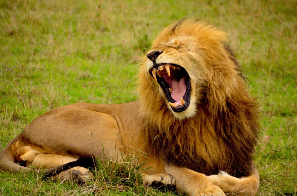 01 - Laughing Lion With Yellow Teeth