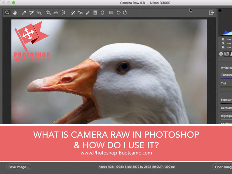What Is Adobe Camera Raw?