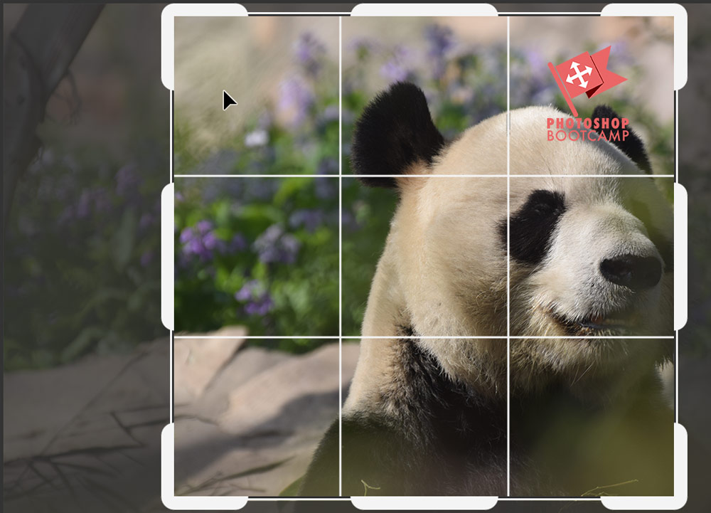 Photoshop Bootcamp Guide To Cropping